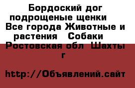 Бордоский дог подрощеные щенки.  - Все города Животные и растения » Собаки   . Ростовская обл.,Шахты г.